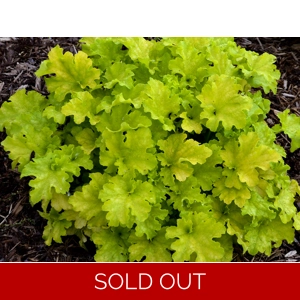 Heuchera 'Apple Twist'